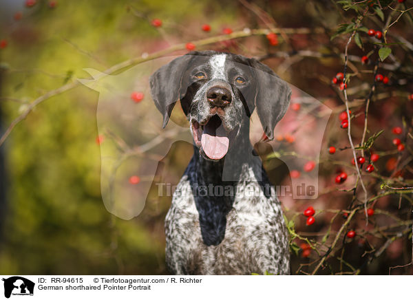 German shorthaired Pointer Portrait / RR-94615