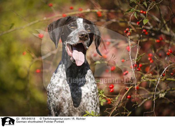 German shorthaired Pointer Portrait / RR-94618