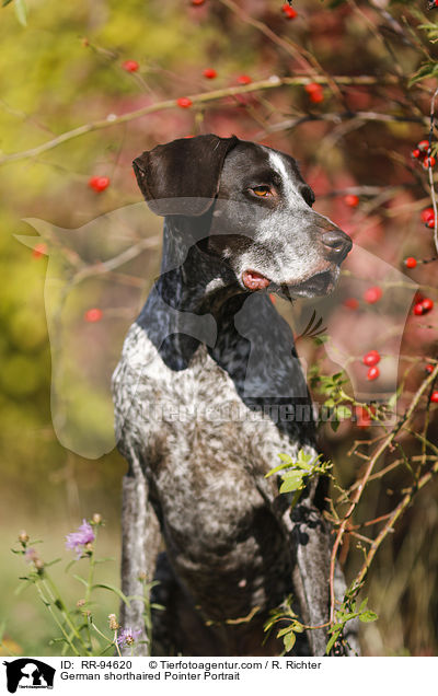 German shorthaired Pointer Portrait / RR-94620