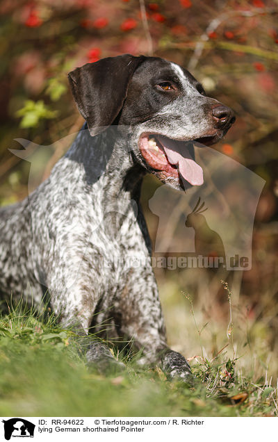 lying German shorthaired Pointer / RR-94622