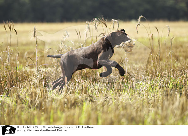 young German shorthaired Pointer / DG-08779