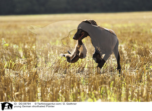young German shorthaired Pointer / DG-08784