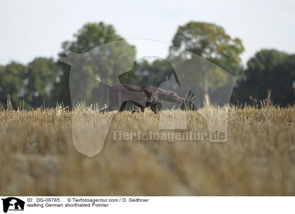 walking German shorthaired Pointer / DG-08785