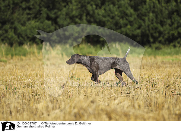 German shorthaired Pointer / DG-08787