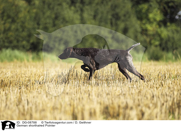 German shorthaired Pointer / DG-08788