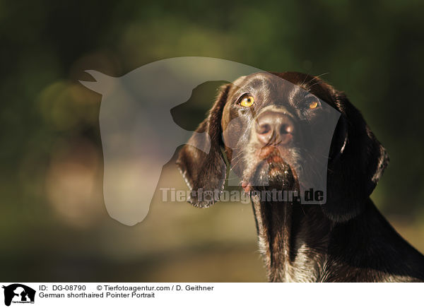 German shorthaired Pointer Portrait / DG-08790