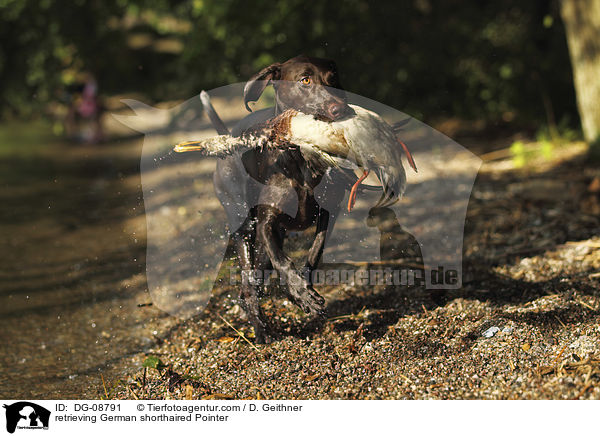 retrieving German shorthaired Pointer / DG-08791