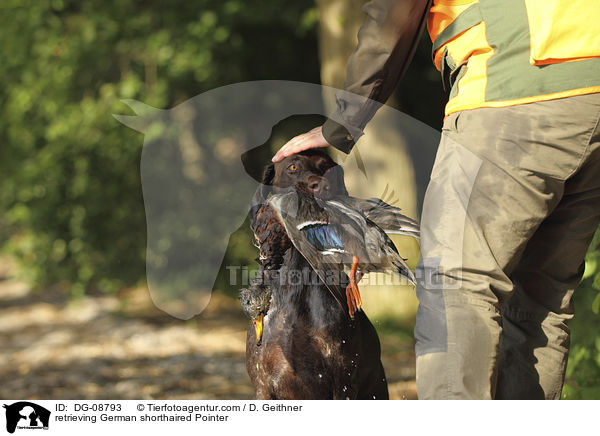 apportierender Deutsch Kurzhaar / retrieving German shorthaired Pointer / DG-08793