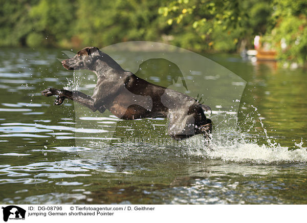 jumping German shorthaired Pointer / DG-08796