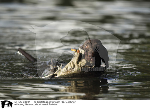 retrieving German shorthaired Pointer / DG-08801