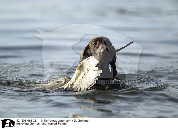 retrieving German shorthaired Pointer / DG-08802