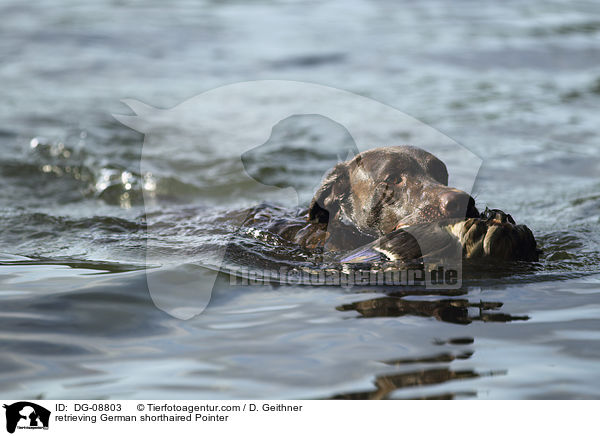 retrieving German shorthaired Pointer / DG-08803