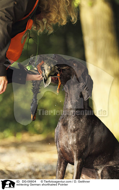 retrieving German shorthaired Pointer / DG-08804