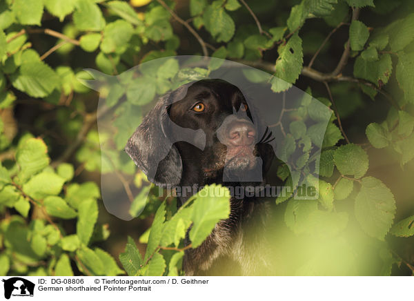 German shorthaired Pointer Portrait / DG-08806