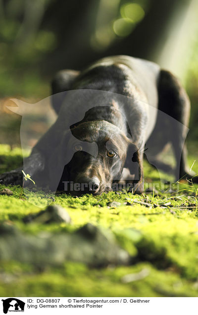 lying German shorthaired Pointer / DG-08807