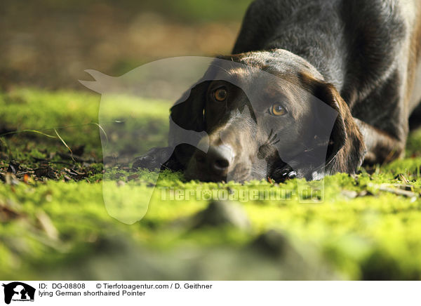 lying German shorthaired Pointer / DG-08808