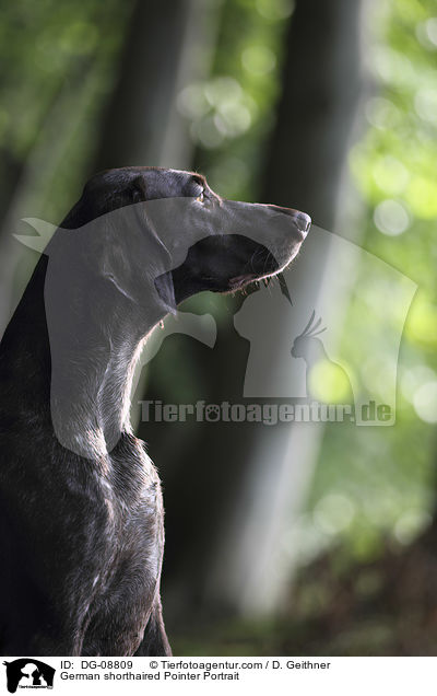 German shorthaired Pointer Portrait / DG-08809