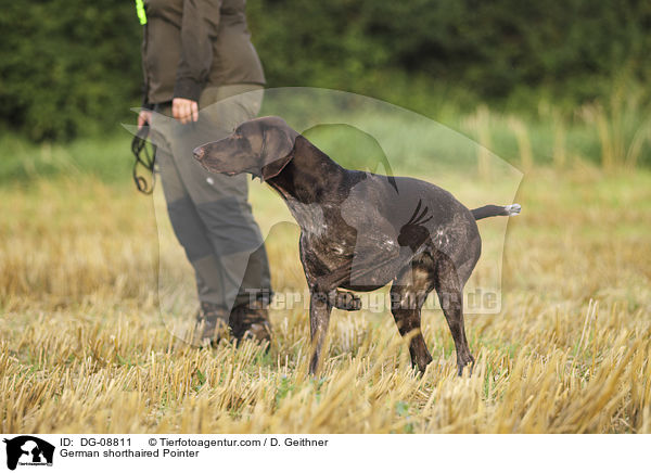 German shorthaired Pointer / DG-08811