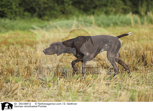 German shorthaired Pointer / DG-08812