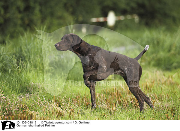 German shorthaired Pointer / DG-08813