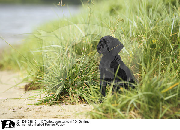 German shorthaired Pointer Puppy / DG-08815