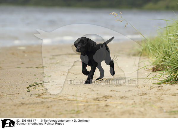 German shorthaired Pointer Puppy / DG-08817