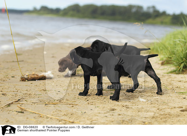 German shorthaired Pointer Puppies / DG-08820