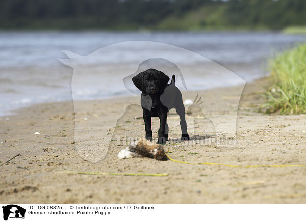 German shorthaired Pointer Puppy / DG-08825