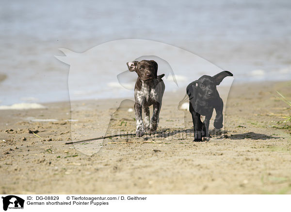 German shorthaired Pointer Puppies / DG-08829