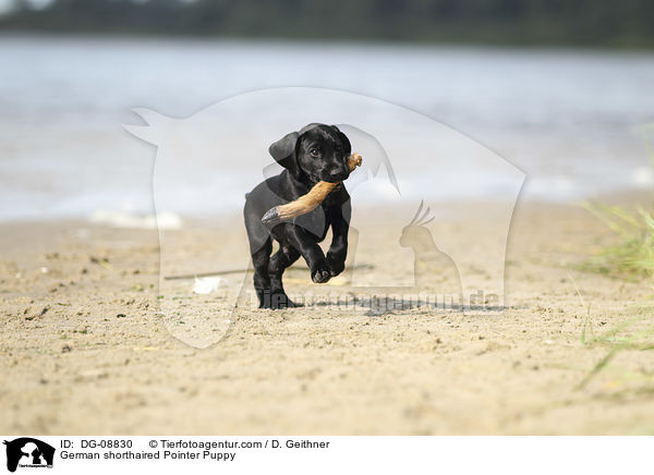 German shorthaired Pointer Puppy / DG-08830