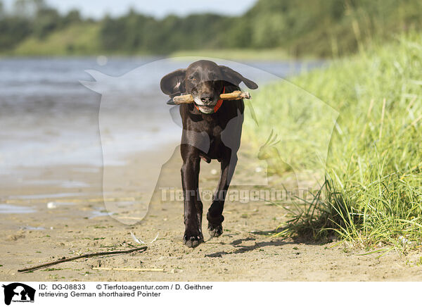 retrieving German shorthaired Pointer / DG-08833