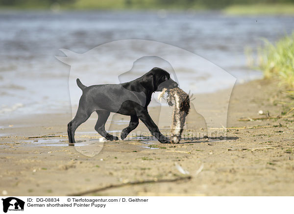 German shorthaired Pointer Puppy / DG-08834