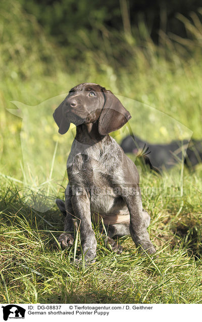 German shorthaired Pointer Puppy / DG-08837