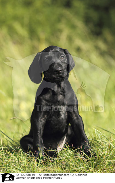 German shorthaired Pointer Puppy / DG-08840
