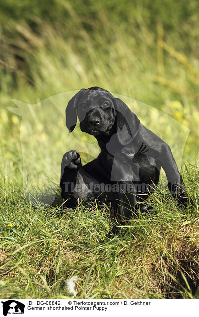 German shorthaired Pointer Puppy / DG-08842