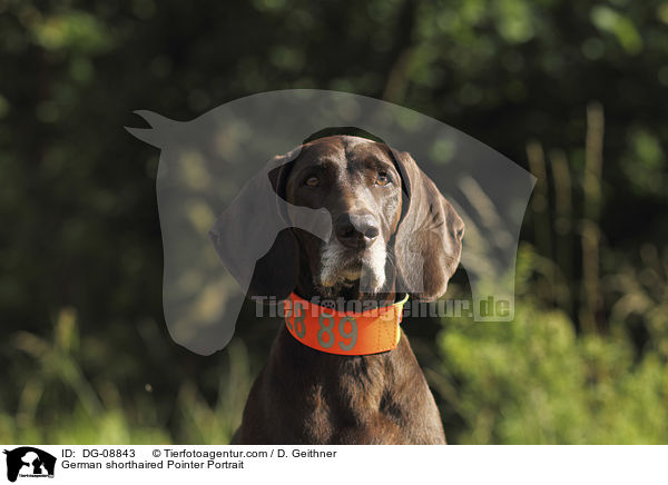German shorthaired Pointer Portrait / DG-08843