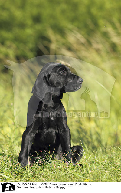 German shorthaired Pointer Puppy / DG-08844