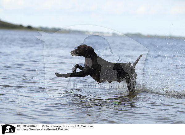 running German shorthaired Pointer / DG-08848