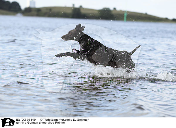 running German shorthaired Pointer / DG-08849
