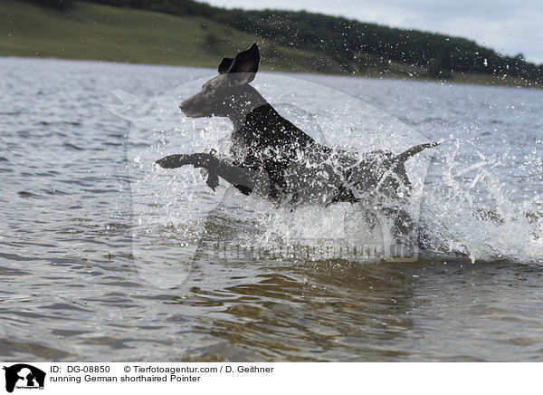 running German shorthaired Pointer / DG-08850