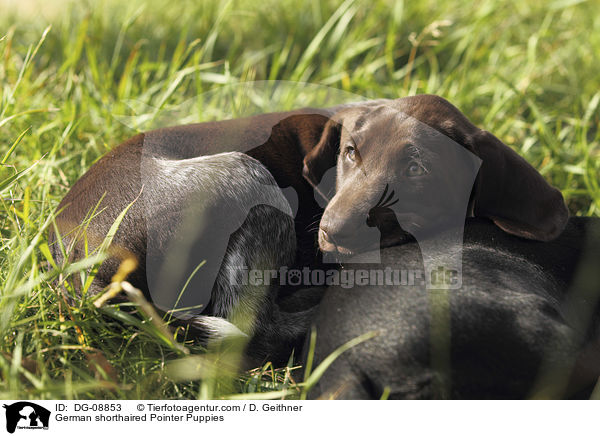 German shorthaired Pointer Puppies / DG-08853