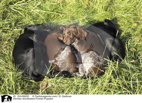 German shorthaired Pointer Puppies / DG-08855