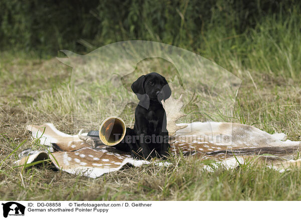 German shorthaired Pointer Puppy / DG-08858