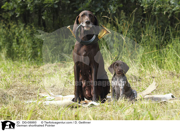 German shorthaired Pointer / DG-08860