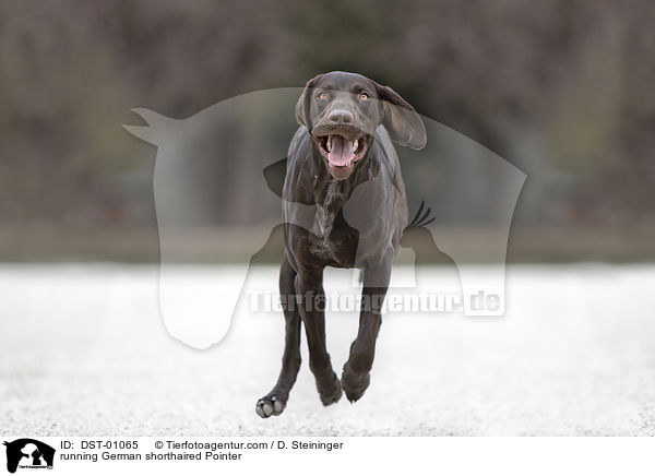 running German shorthaired Pointer / DST-01065