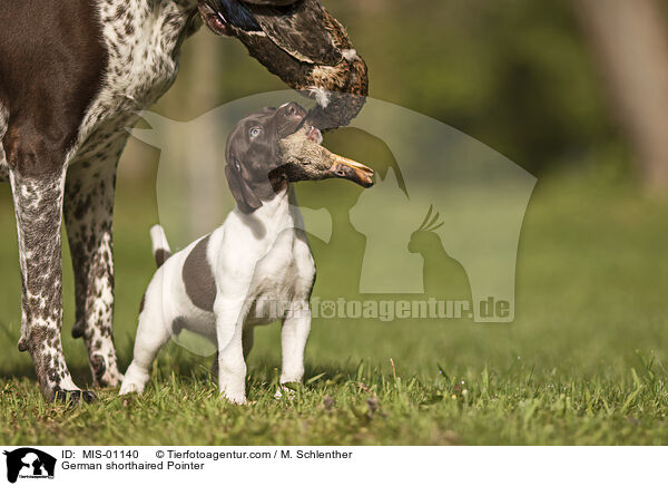 German shorthaired Pointer / MIS-01140