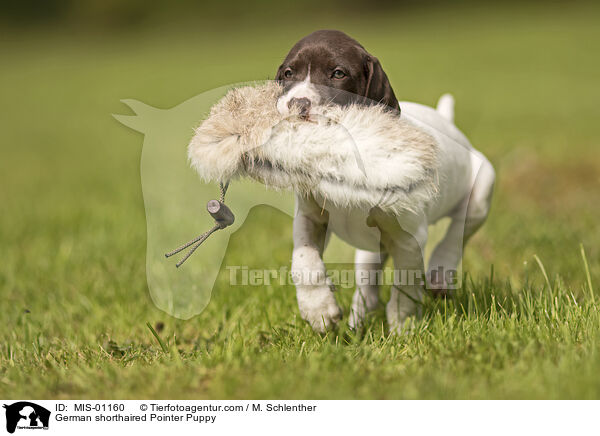 German shorthaired Pointer Puppy / MIS-01160