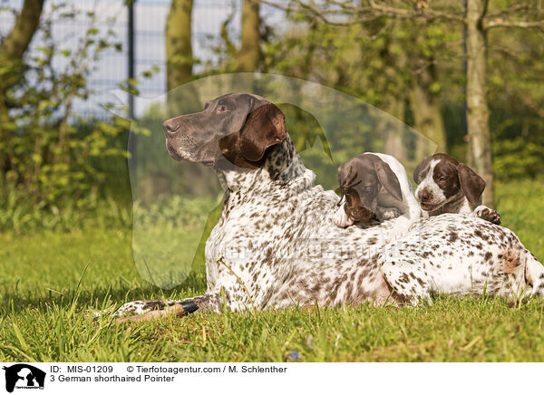 3 German shorthaired Pointer / MIS-01209
