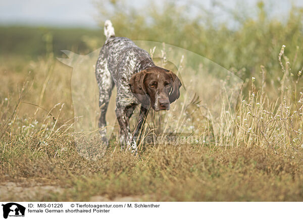 female German shorthaired Pointer / MIS-01226