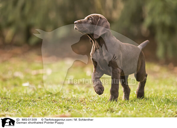 German shorthaired Pointer Puppy / MIS-01309